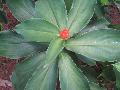 Spiral or Indian Head Ginger / Costus scaber